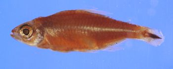 Media type: image;   Ichthyology 49161